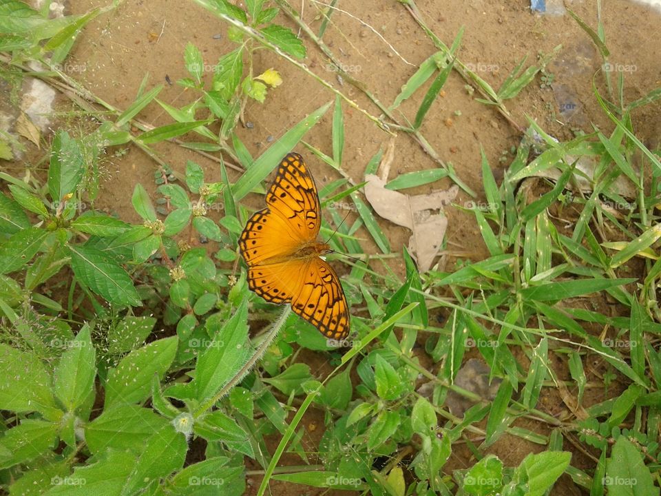 borboleta nas folhas