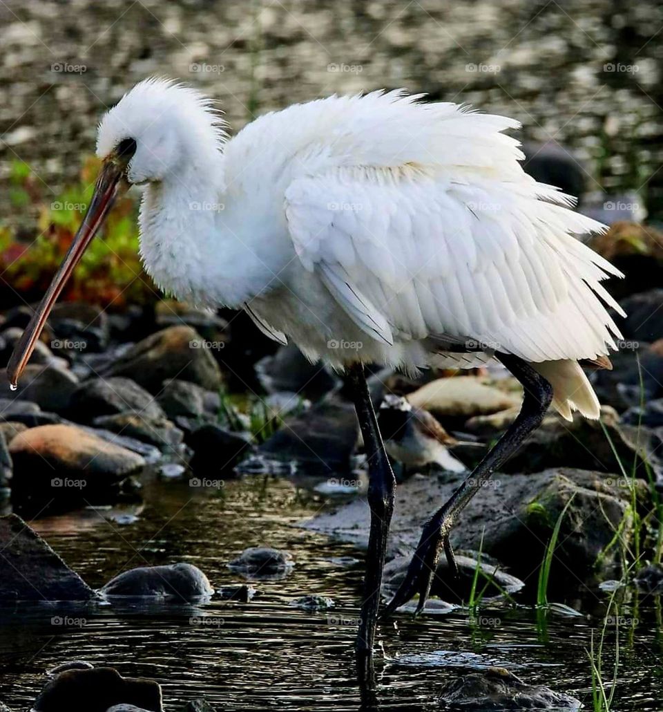 Close up on a Spoonbill bird which seems to be having a quiet stroll among the rocks of the edge of the pond of Riantec