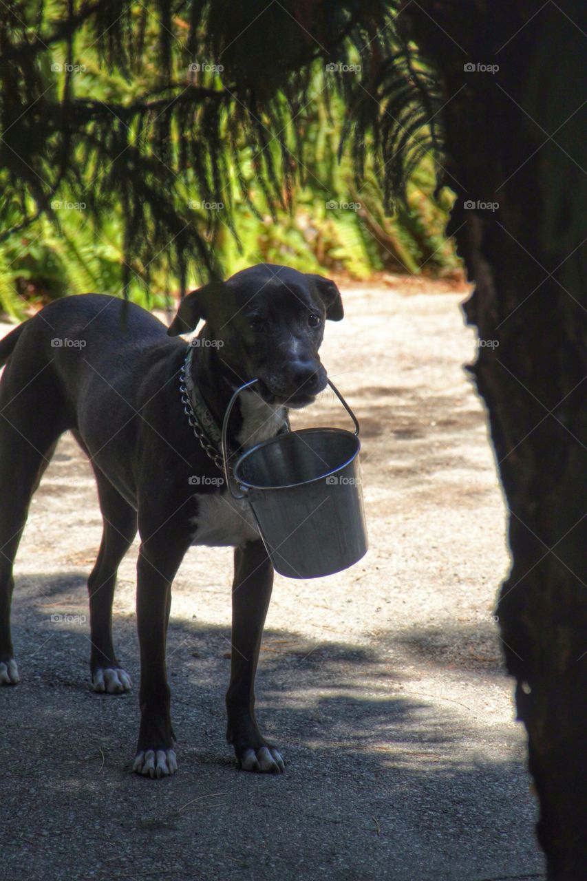 Dog holding bucket