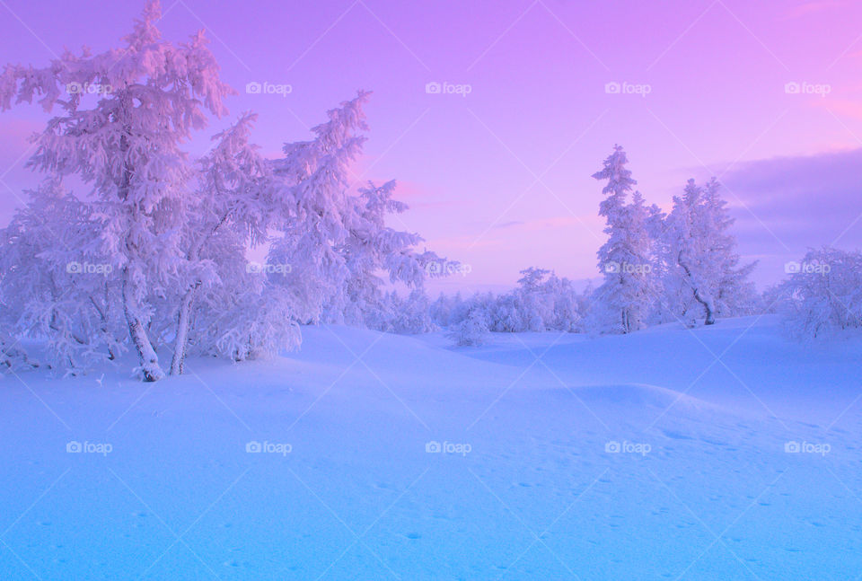 A frosty northern morning against the background of dawn