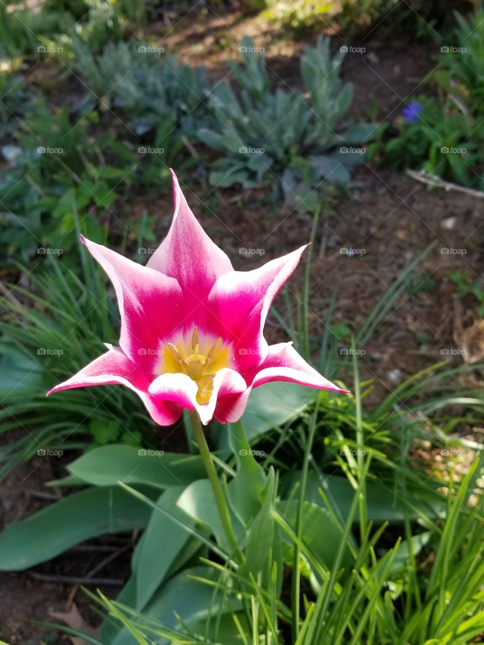 brilliant spring flower