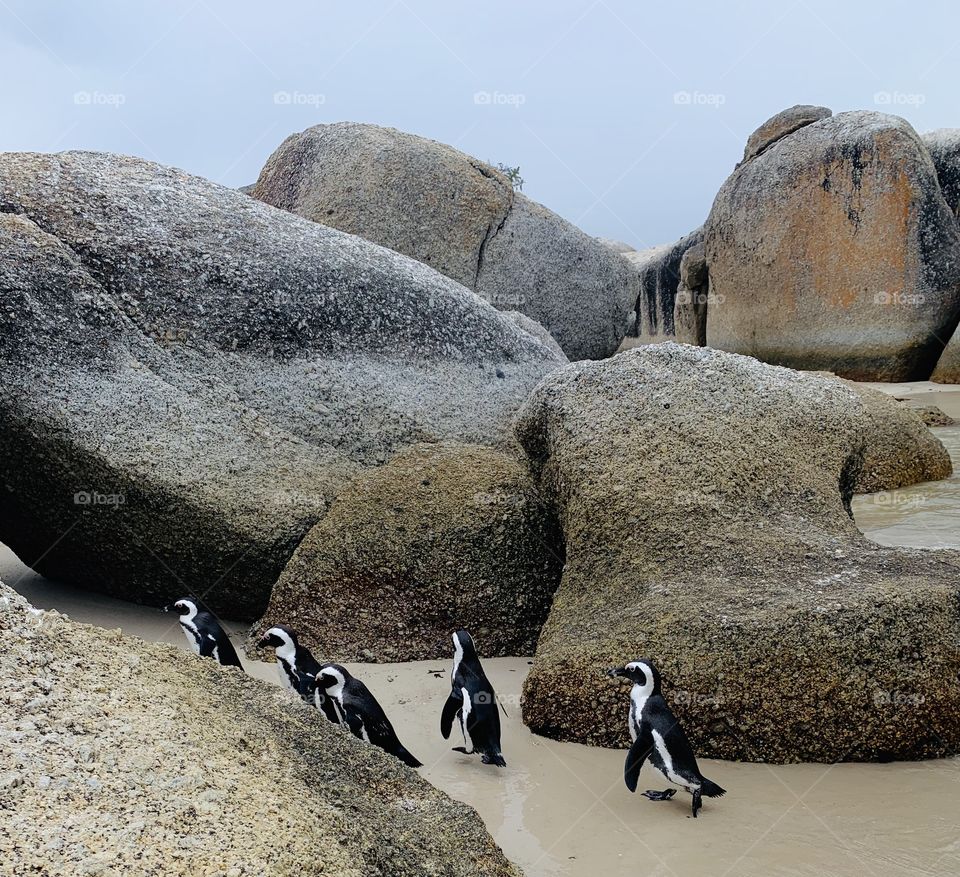 Penguins! Follow the Leader... 