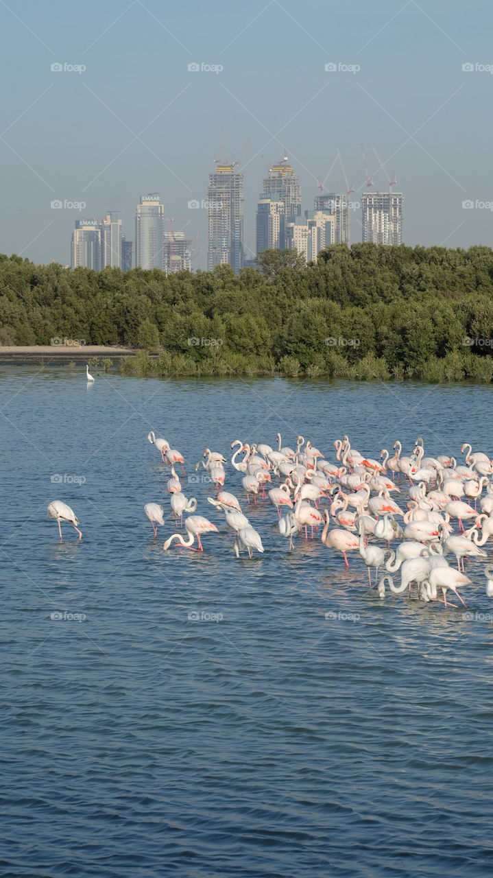 Flamingo in cityscape