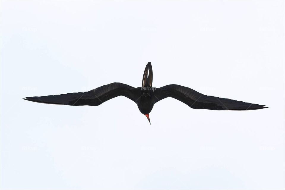 Frigate bird in flight