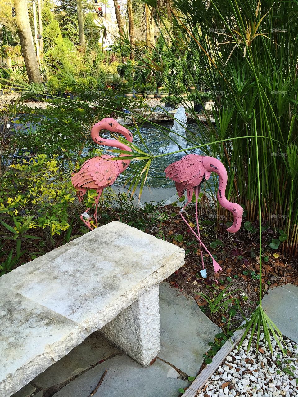 Pink flamingos