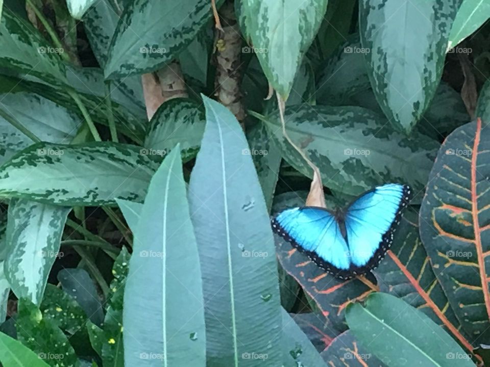 In this animal picture, is a beautiful blue butterfly, wings wide open, resting on some big green leaves with red veins, taken with my iPhone 6