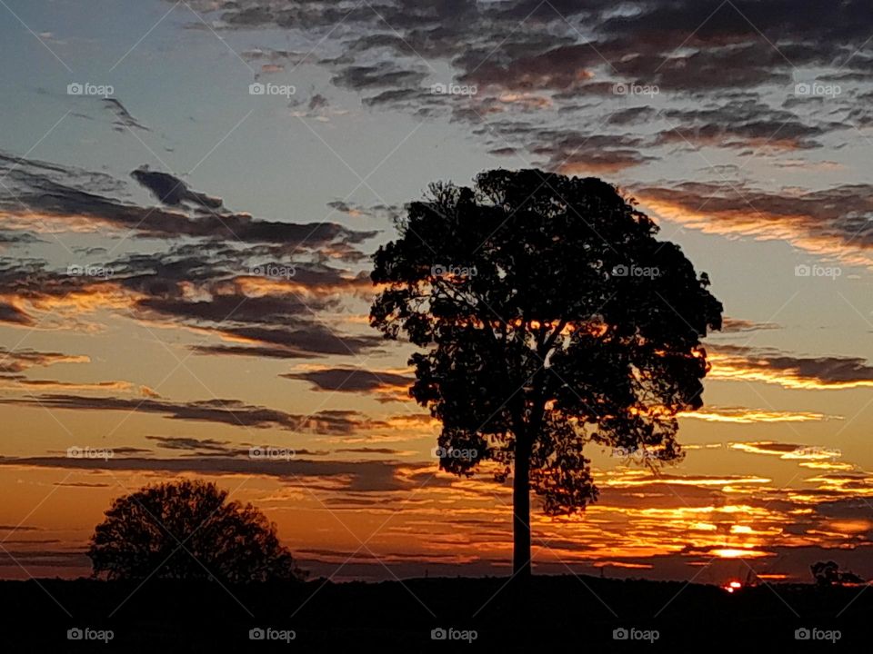 Crowsash Tree silhouetted by Sunset