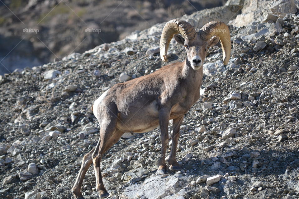 a tentative bighorn sheep on lookout