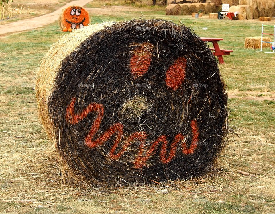 Hay rolls with a pumpkin face painted on for the Halloween holiday.