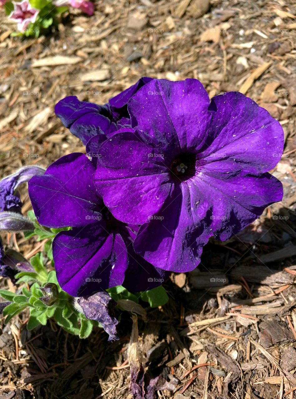 Flower, Flora, Nature, Garden, Leaf