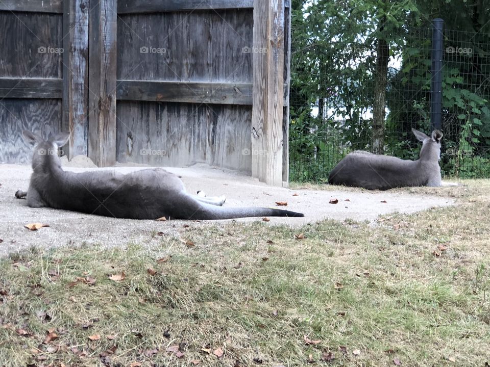 Resting Kangaroos 