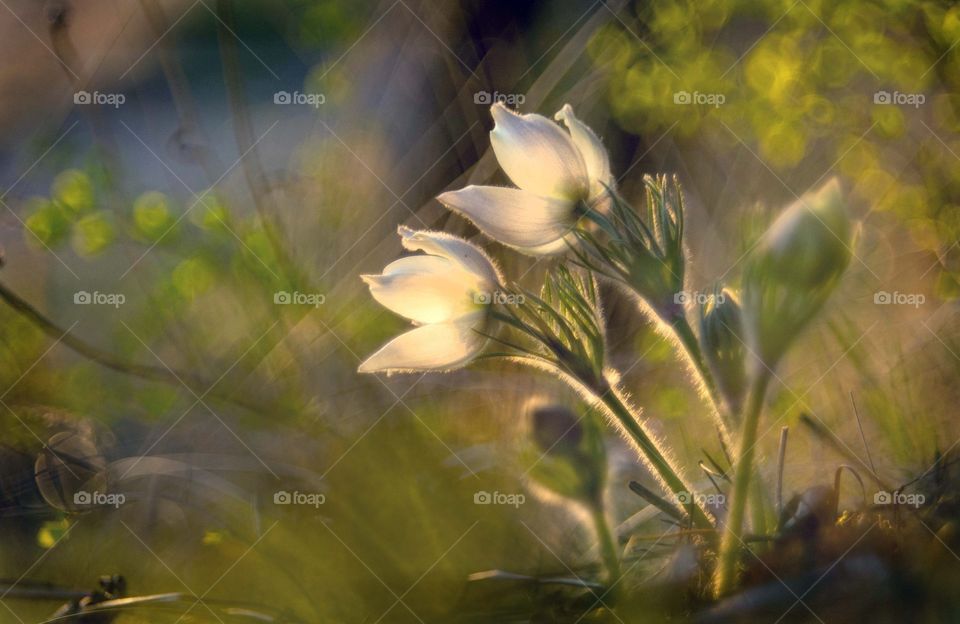 flowers. some forest flowers