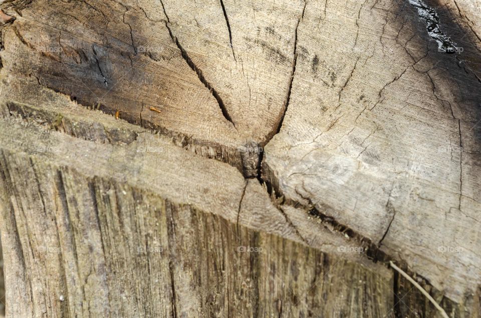 Cross Section Of A Dead Tree