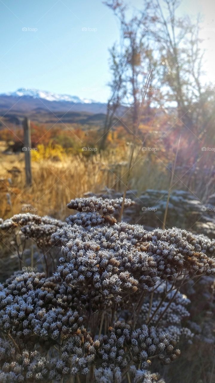 Frosty morning