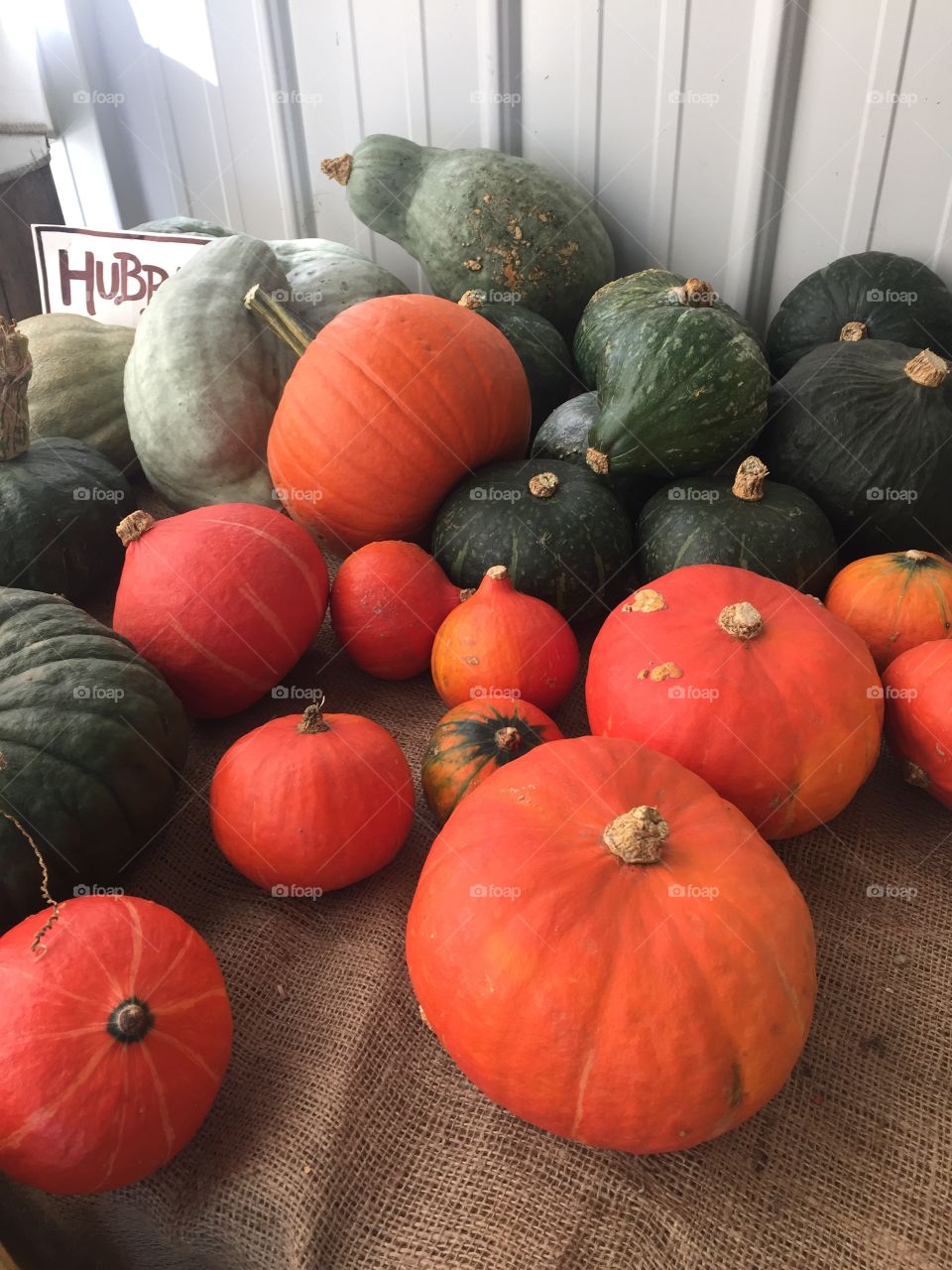 Different kind of pumpkins