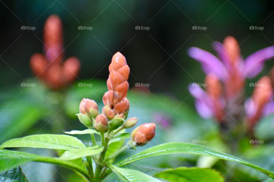 Mother Nature loves jarring colors. The Panama queen, or APHELANDRA sinclairiana, displays flowers in late winter with orange bracts and rosy pink flowers.