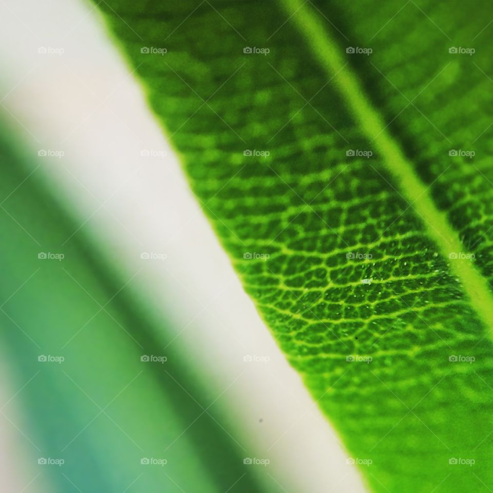 A macro photo of a vibrant green leaf in my backyard. 
