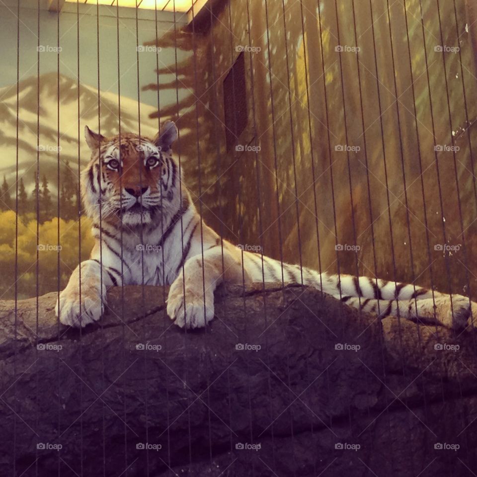 Lion/ tiger at zoo