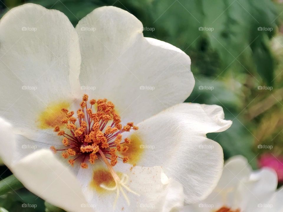 Macro photo of a flower growing in the garden