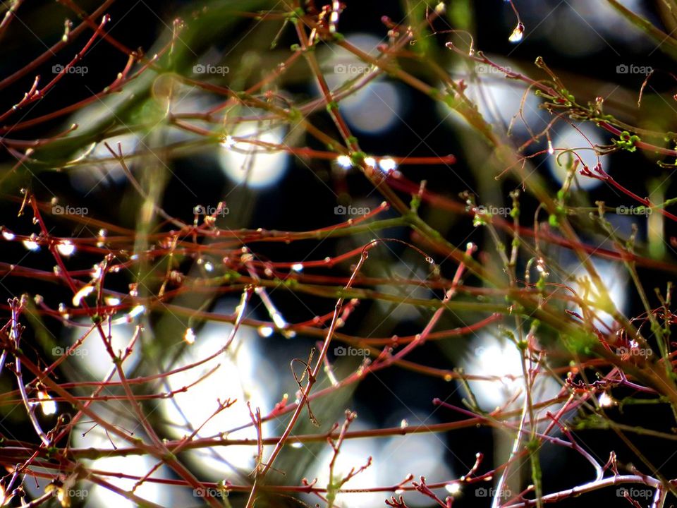 naked branches