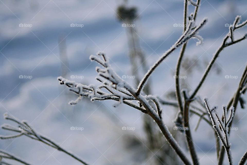 Snow branches