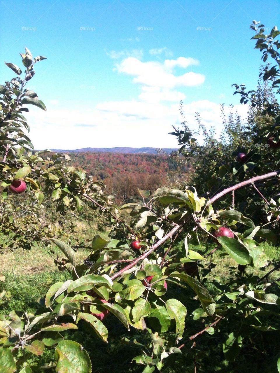 Apple picking