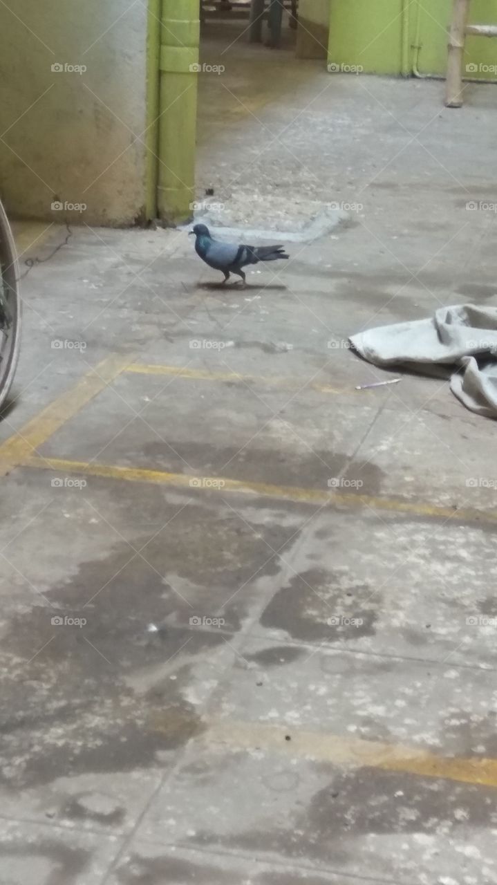 Dove in car parking  
they finding small sticks 
trying to nest