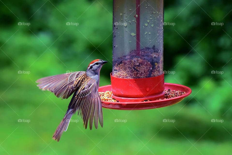 Close-up bird perching on bird feeder