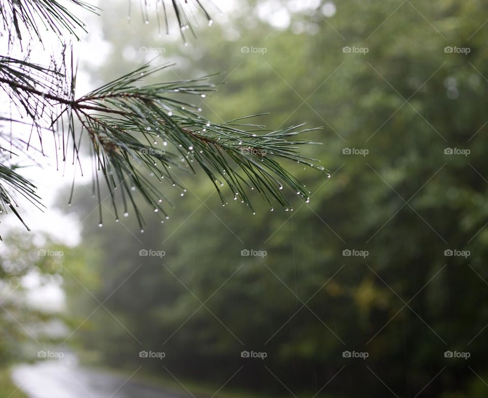 Rain tipped pine
