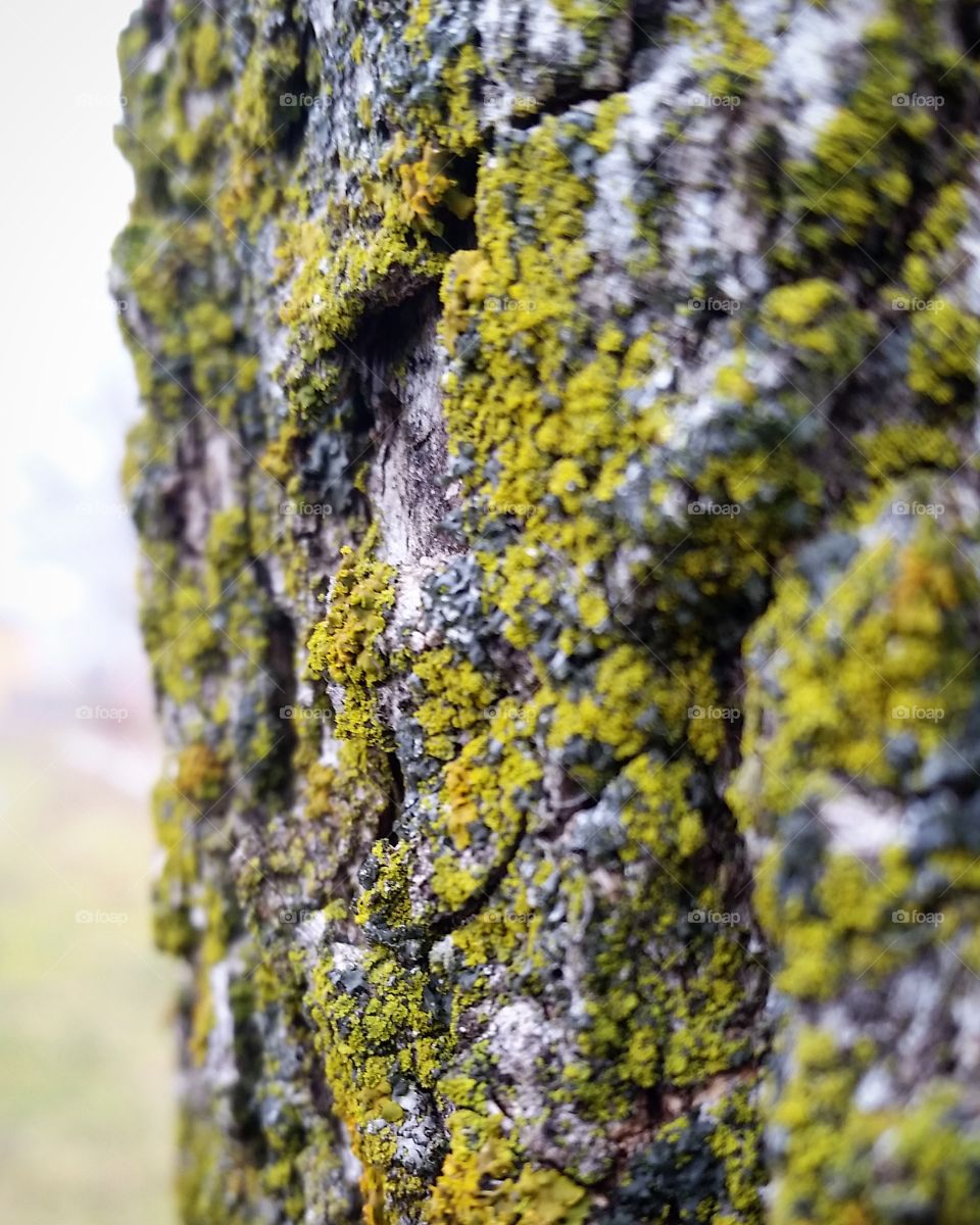 Close-up of a mossy tree trunk