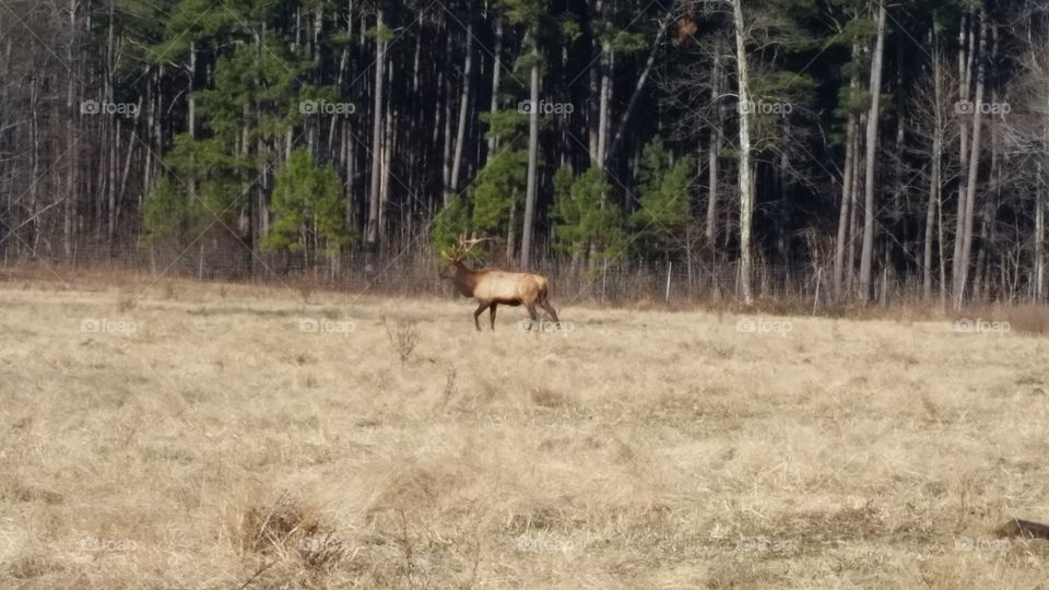 Elk, Land Between the Lakes