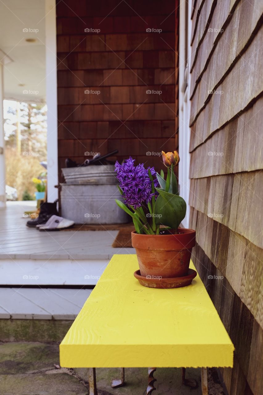 Crazy Plant People!, Flowers In A Pot On A Yellow Bench 