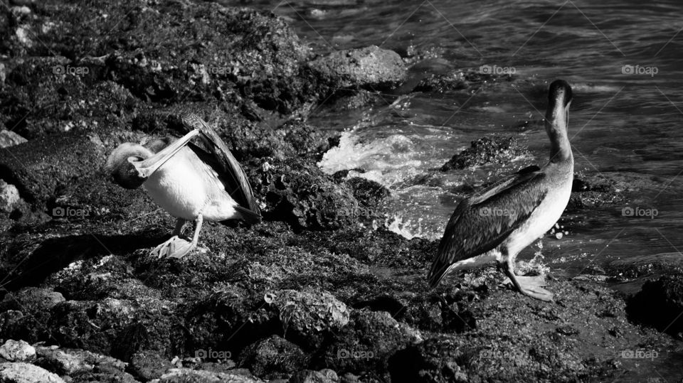 Galveston brown pelicans setting near the water in Galveston Texas done in black and white 