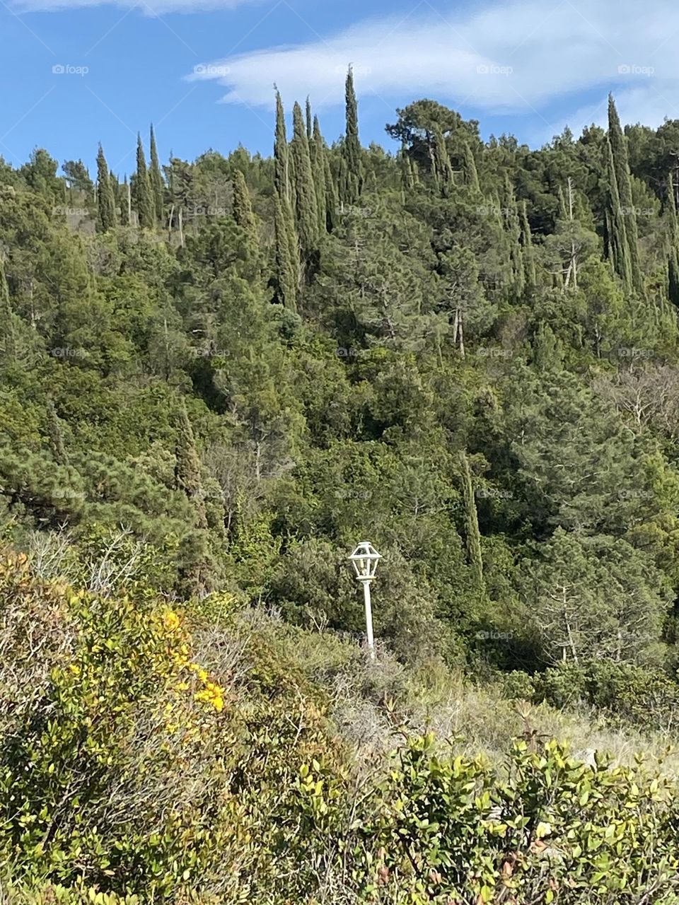 A lonely light post in the middle of a green forest.