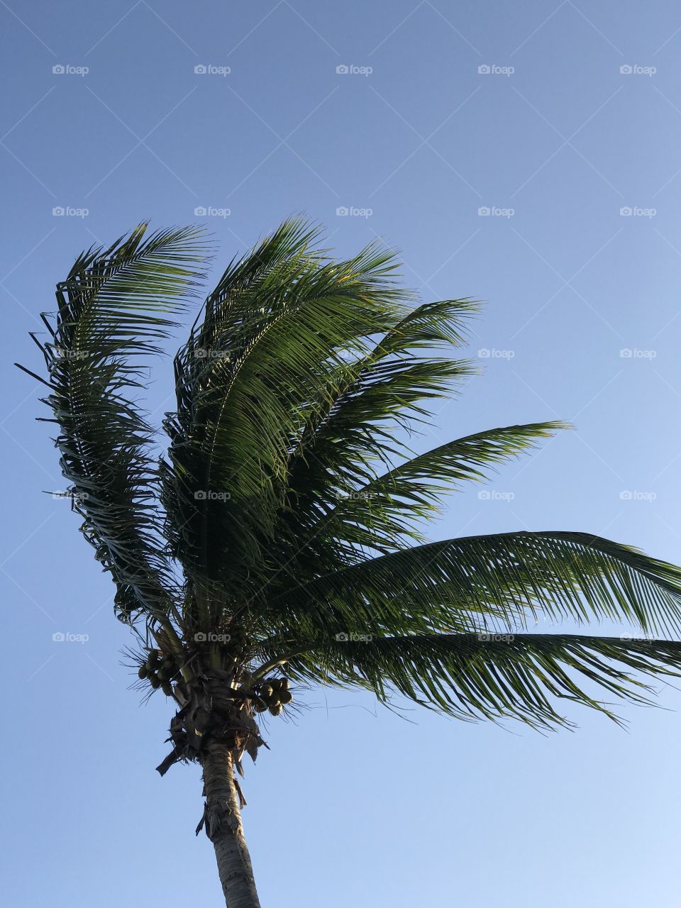 Palms trees and warm weather is what makes me happy! 