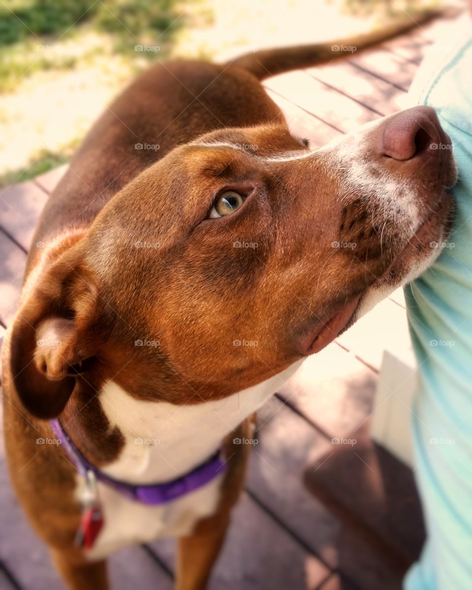 A young Catahoula pit bull cross looks up lovingly at her owner outside on a porch favorite moment