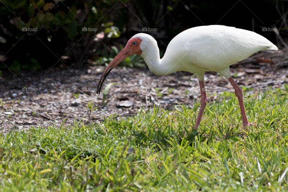Portrait of white ibis bird with blue eyes and red beak, walking in the grass , wildlife Florida 