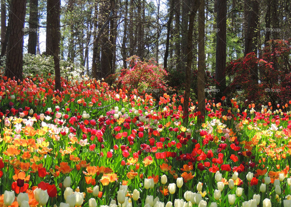 Flower Garden of tulips
