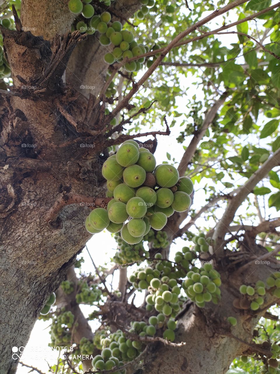 ficus racemosa fruits also called Umber