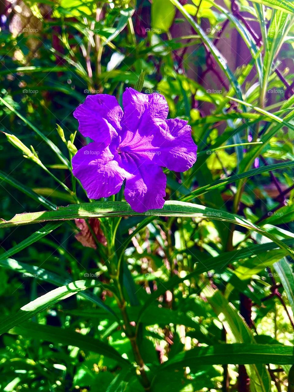 The beautiful cute little purple flower.