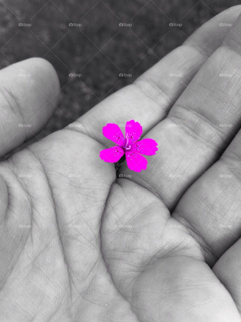 flower grass purple blomma by paula