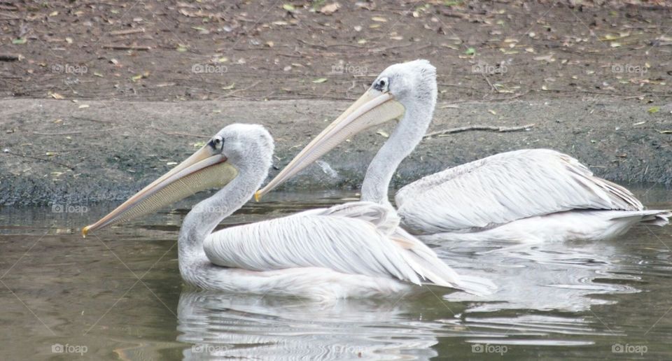 Pair of pink backed pelicans