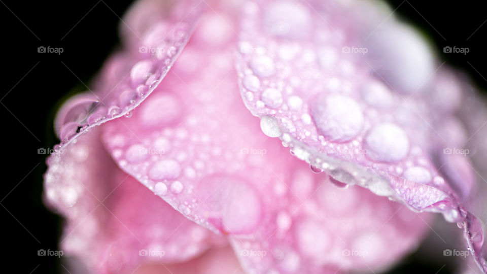 Raindrops on rose. It has been raining so much here and all i can think of is taking more artistic pictures like this