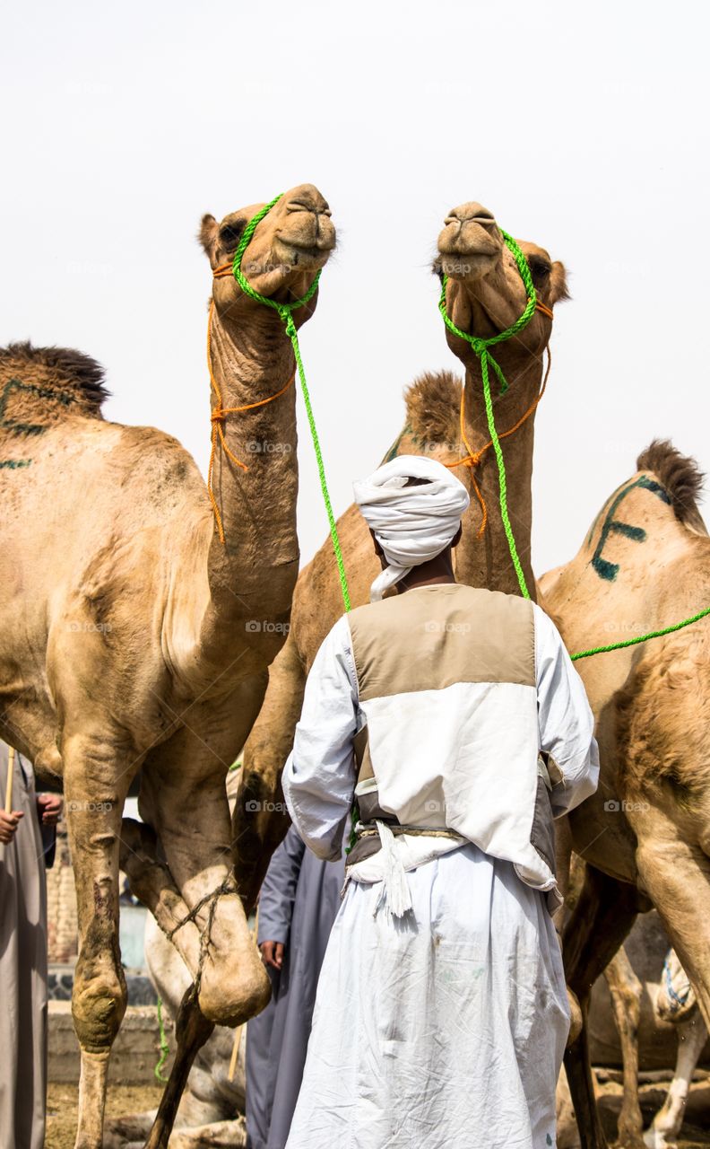 The camels shepherd 