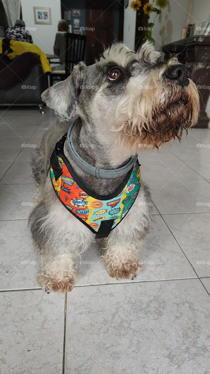 schnauzer