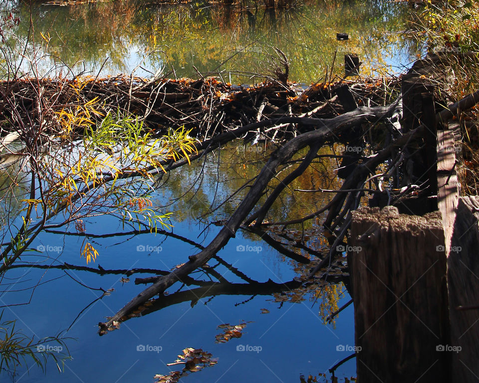 Water reflection foliage, branch