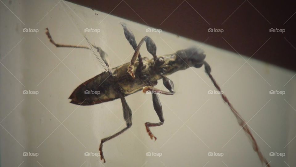 Insect in Window