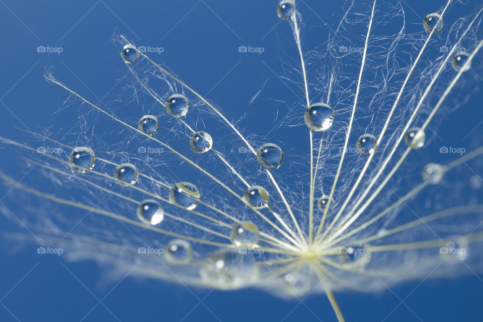 Water drops on a parachutes dandelion on a blue background. dew drops on a dandelion seed macro. magic dream concept