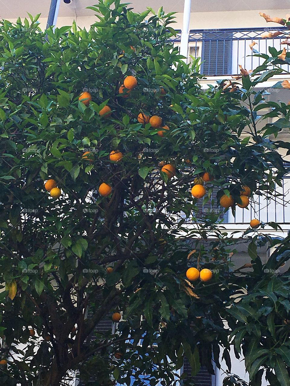 Orange tree in the city that never sleeps