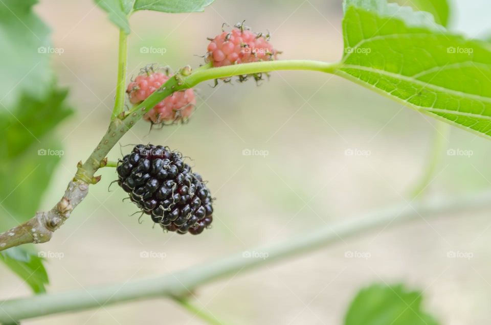 Ripe Mulberry On Tree